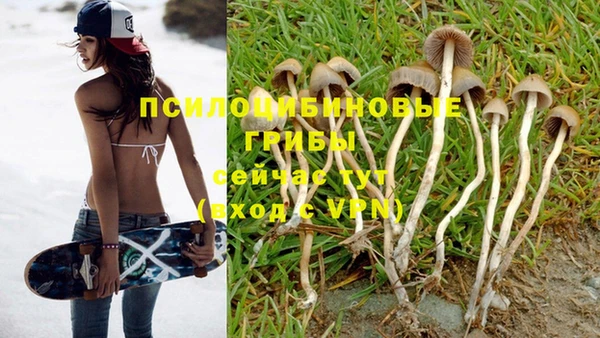 ПСИЛОЦИБИНОВЫЕ ГРИБЫ Алексин